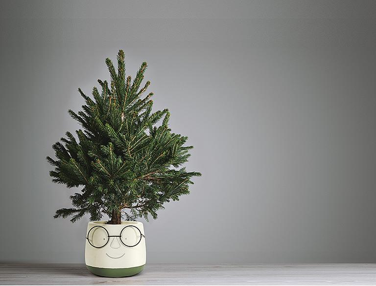 Face Planter w/Glasses