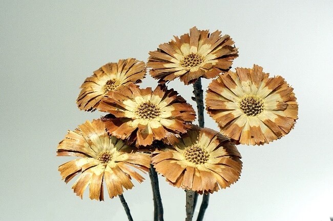 Dried Protea Flowers Stems