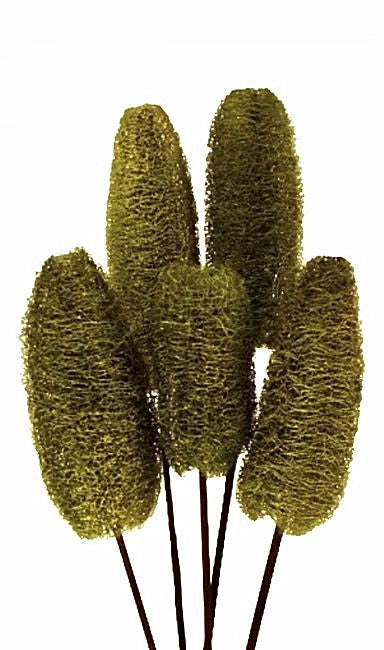 Luffa Stems