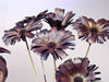 Dried Protea Flowers Stems